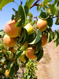 אגס העתיד בטעם גן עדן זן חדש של אגס ישראלי ושמו &#039;עדן&#039; יוצג בוועידת ארגון מגדלי הפירות במרץ 2020