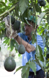 ⁨סוף עונת האבוקדו – ירוק בעיניים⁩