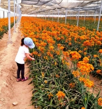 קוטפים ואורזים פרחים מהערבה התיכונה לשולחן החג לקשישים בדימונה