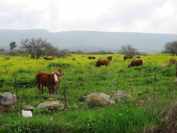 בקר לבשר במרעה במורדות הגולן