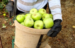 קטיף תפוח בגבול הצפון 