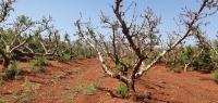 קנט, הקרן לביטוח נזקי טבע בחקלאות, מסכמת את נזקי מזג האוויר לחקלאות בחורף האחרון: תפצה את החקלאים בכ-130 מיליון ש&quot;ח – זינוק של כ-30% לעומת החורף הקודם